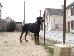fangio