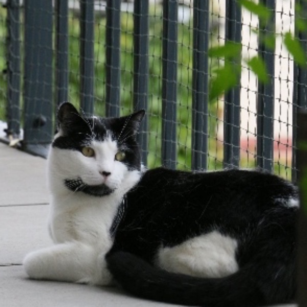 Câlin