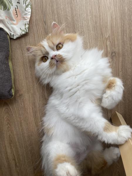 Alfie