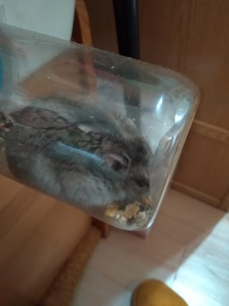 Silvestre