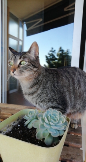 Lily