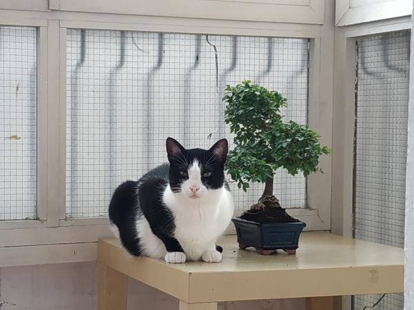 Toru