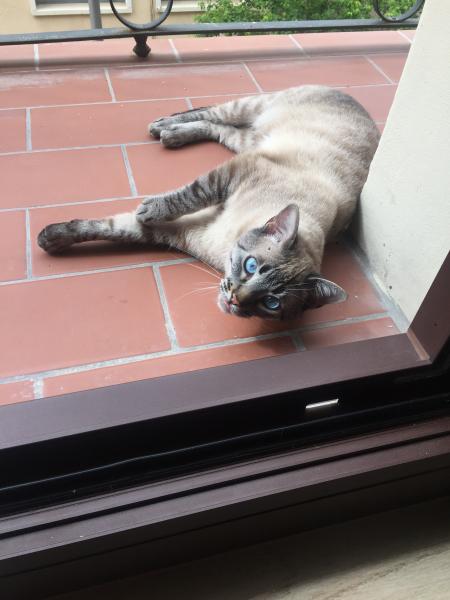 Teo