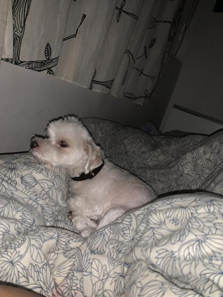 Pepito