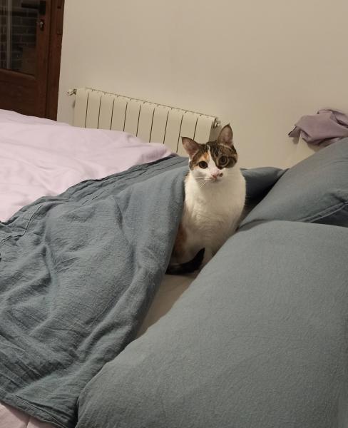 Mew