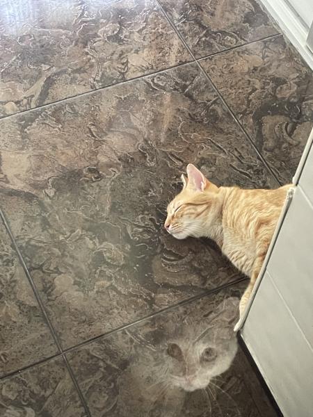 Odin