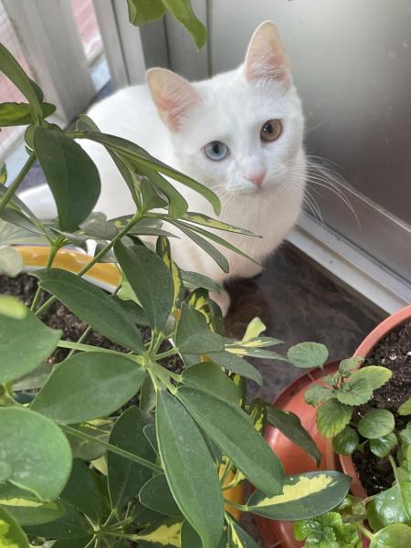 Arya