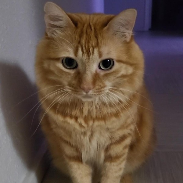 Garfield