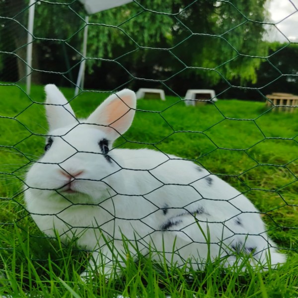 Domino