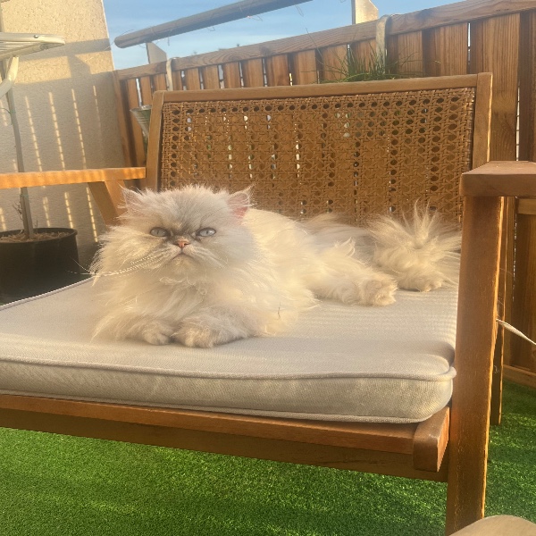 Mila