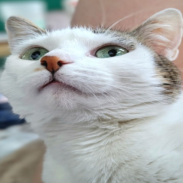 Naïa
