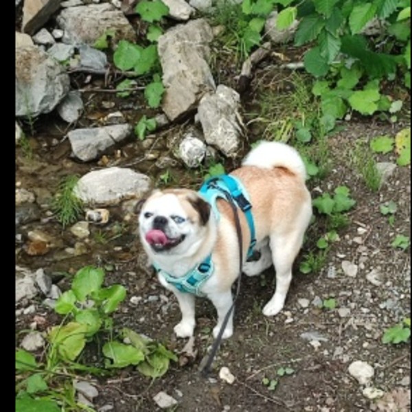 Tyson