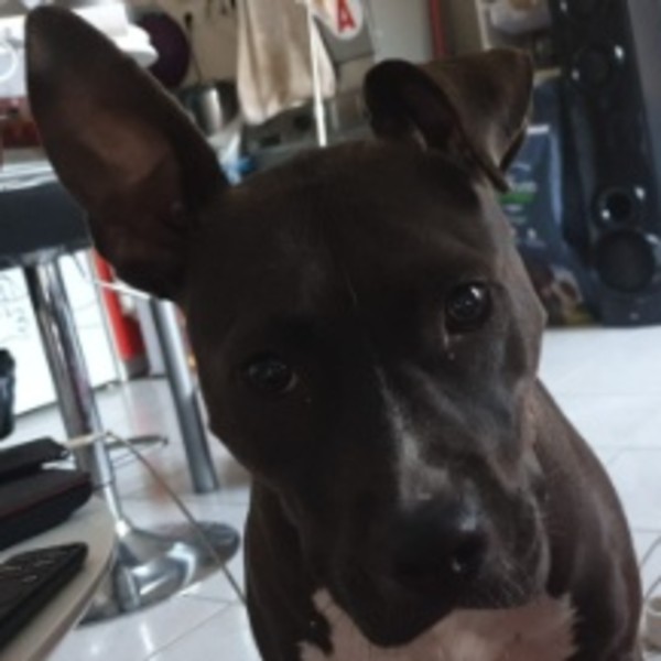 Taïga