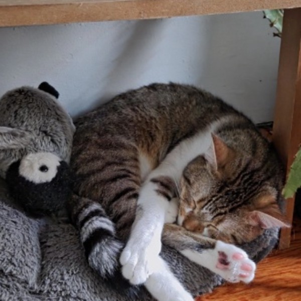 Meeko