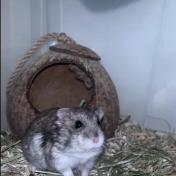 Peanut