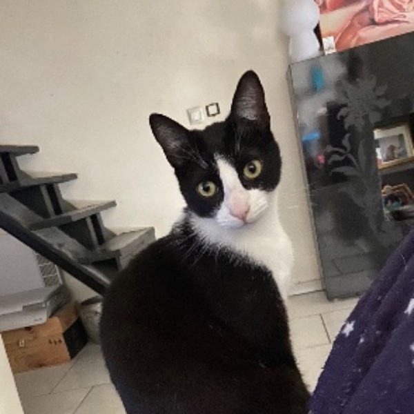 Tsuki