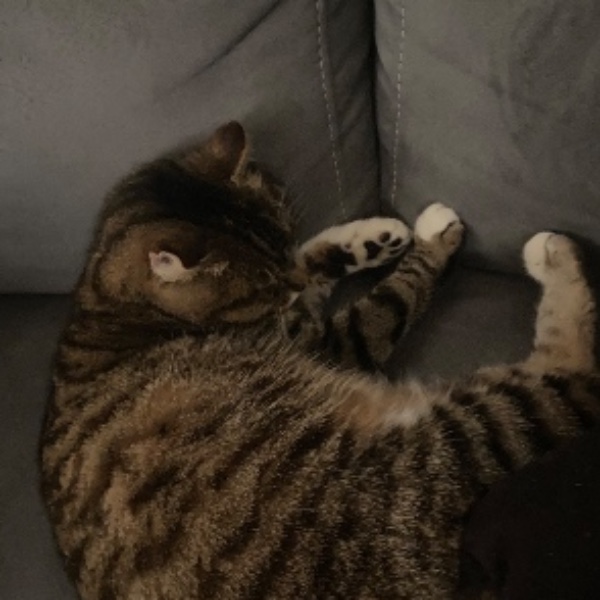 Kitty
