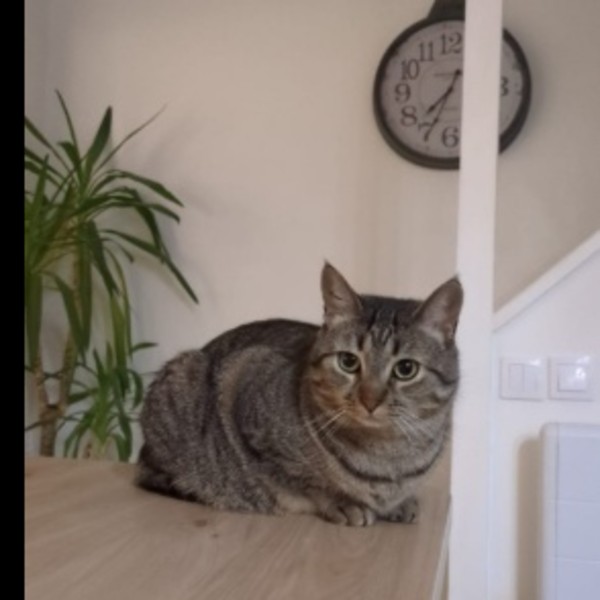 Odyssée (Doudou)