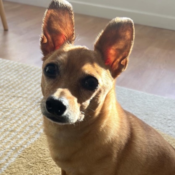 Scooby