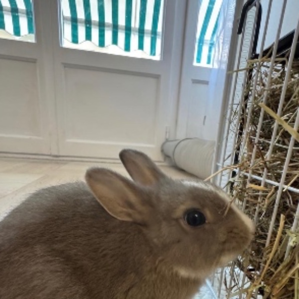 Lilo