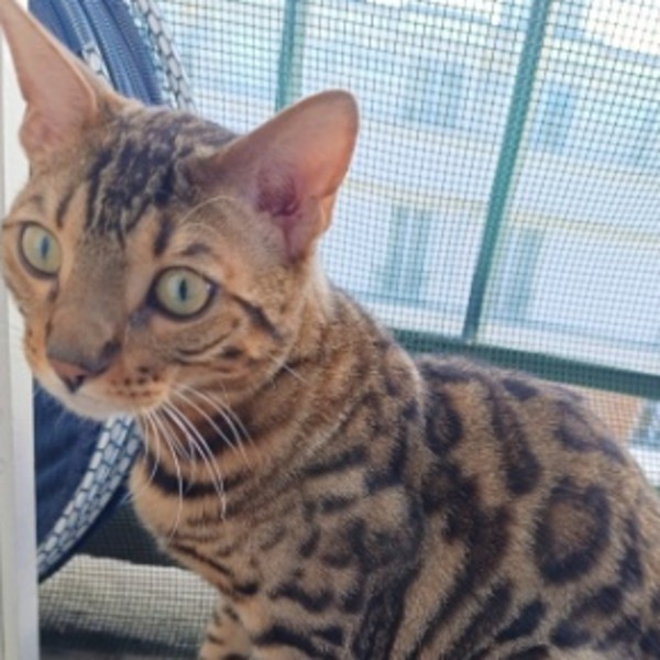 Achille