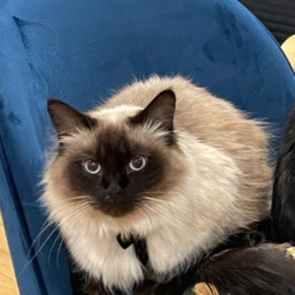 Catmandouce