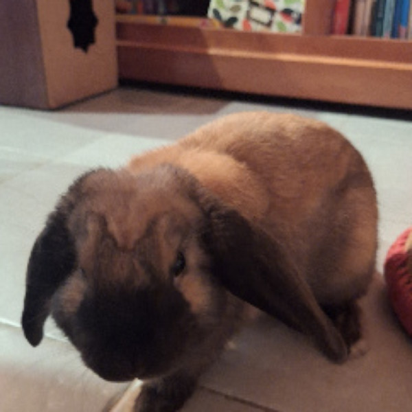 Rosina