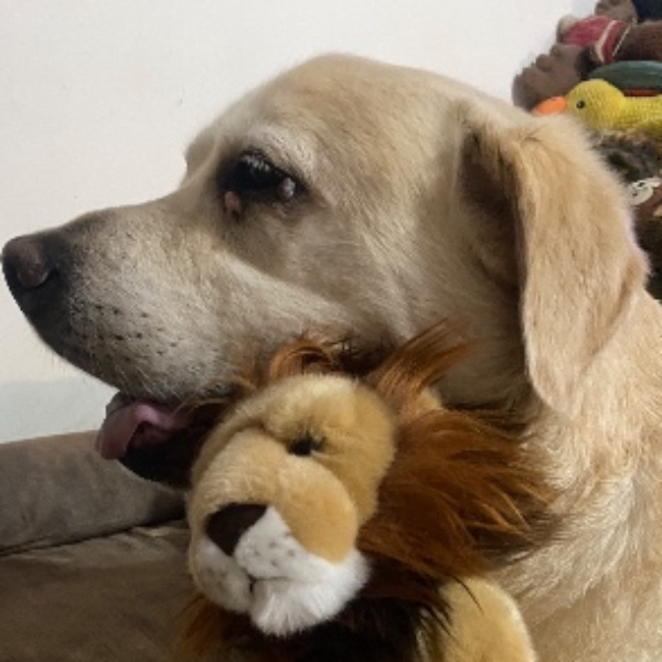 Simba