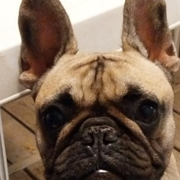 Siya