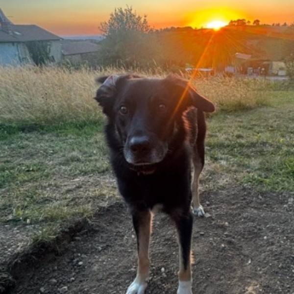 Bear