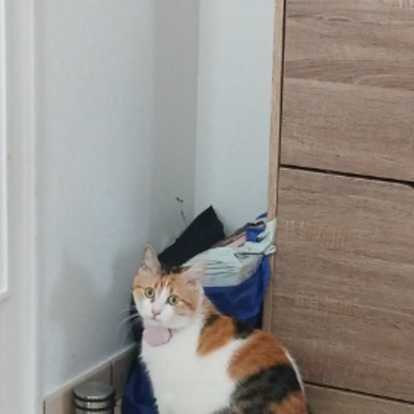 Bella