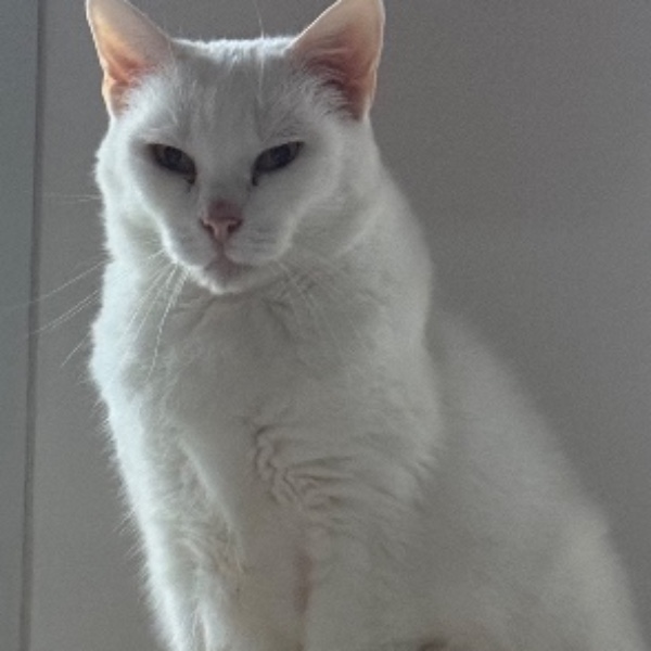 Diva