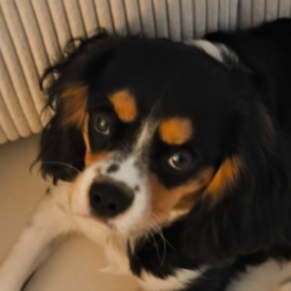 Floky