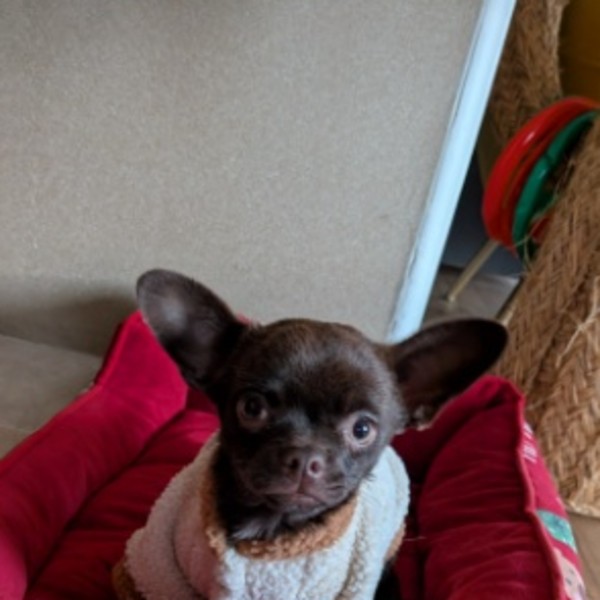 Woody