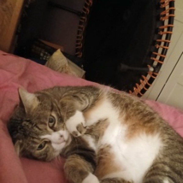 Tigrou