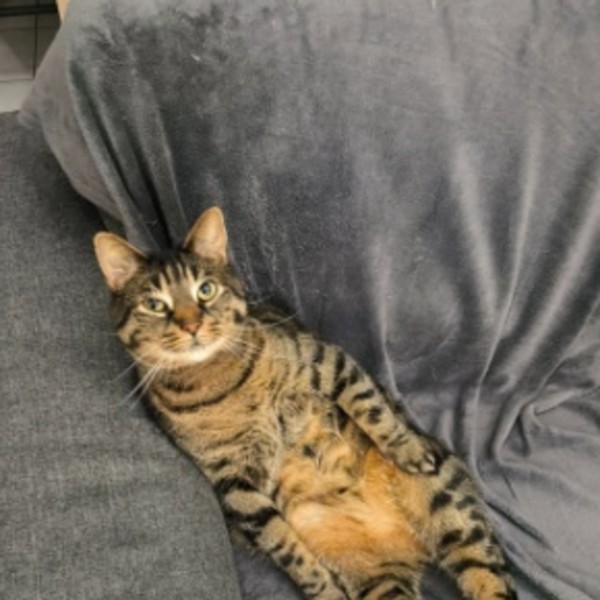 Pumba