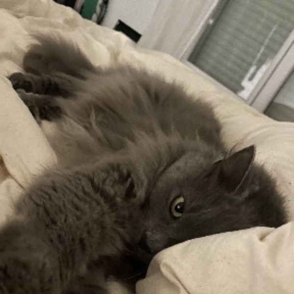Loki