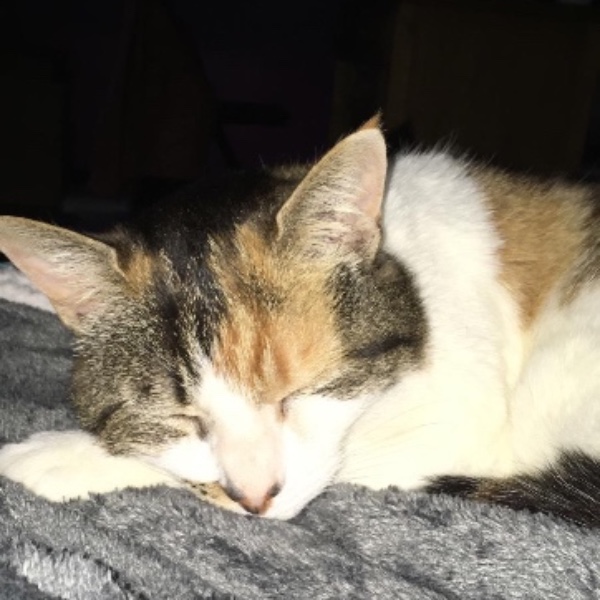 Cachou