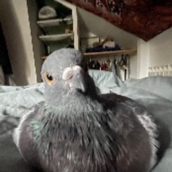Toupie