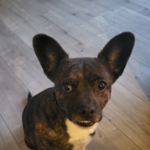 Maïa