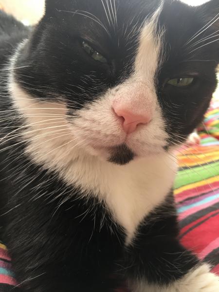 PAMELA