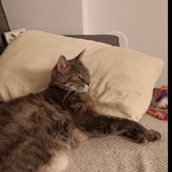 Figaro