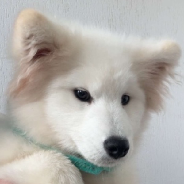 Aiko