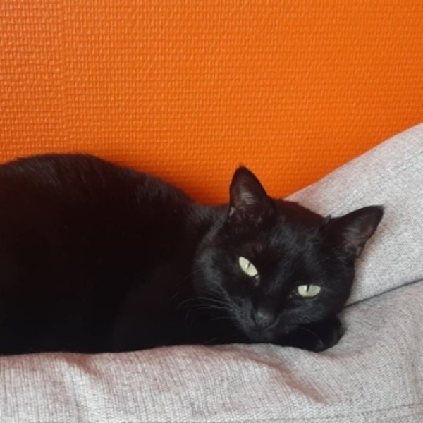 Pantoufle