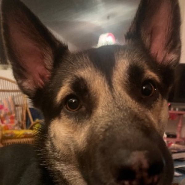 Balto