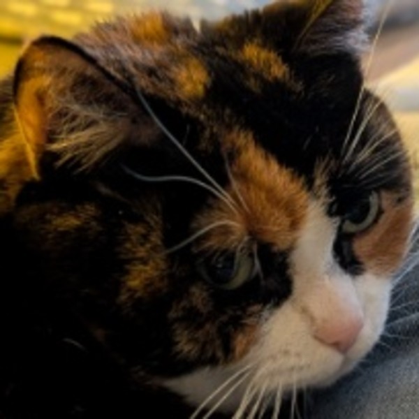 Maya