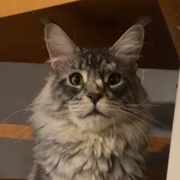 Zeubi