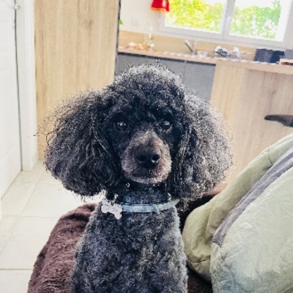 Koby