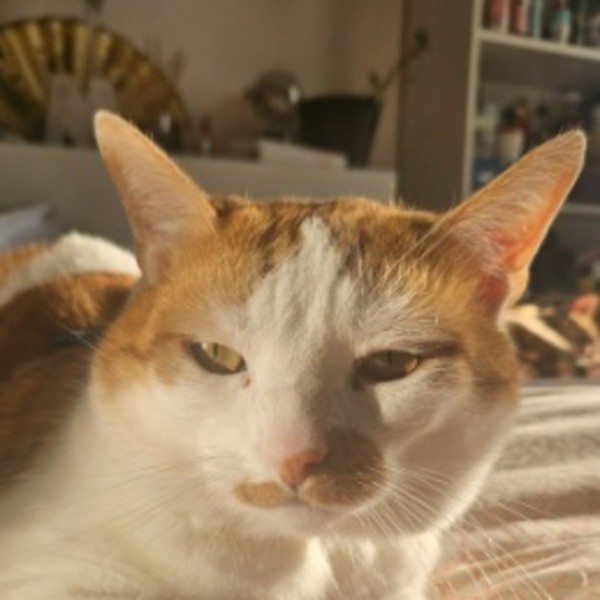 Whisky