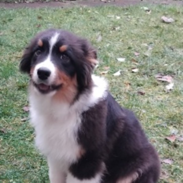 Achille